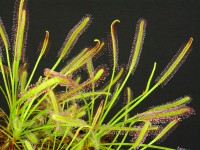 Drosera Capensis (10 semillas)