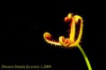 Drosera Binata (10 semillas)