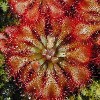 Drosera Spatulata Kansai (10 semillas)